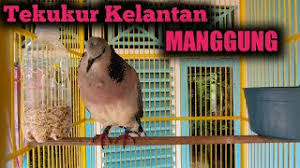 Ciri ciri burung tekukur yang bisa dijadikan pikat atau tidak (untuk pemula). Derkuku Kelantan Juara Nasional Vs Tekukur Lokal Juara Daerah