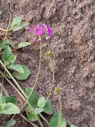 Image result for Commicarpus