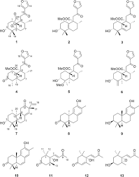Image result for Croton steenkampianus