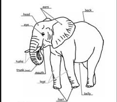 In order to adapt to their unique environment, these creatures have evolved and developed a the labeled diagram found on page four of this paper shows the anatomy, the structure and parts, such as organs, of a female elephant. Draw A Neat Labelled Diagram Of Animal Brainly In