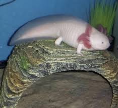 Check spelling or type a new query. Big Boy Swimmer Music Indieartist Chicago Axolotl Animals Friends Animals