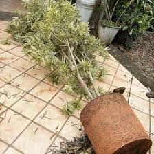 Image result for Dracaena reflexa