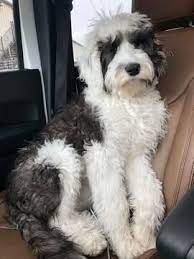 Litter Of 15 Sheepadoodle Puppies For Sale In Lepanto Ar Usa Adn 121194 On Puppyfinder Com Gender Male S Sheepadoodle Puppy Sheepadoodle Puppies For Sale