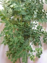 Daun dan buah dijadikan ulam dan dimasak dalam sup sayur. Welcome To Blog Cik Biru Fakta Pokok Daun Kelor