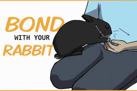The most important thing in rabbits potty training is to make a difference between bedding and a litter on the floor of the cage. 15 Ways To Bond With Your Pet Rabbit