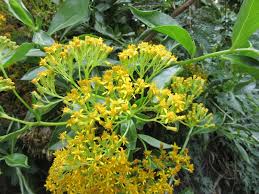 Image result for Senecio maranguensis