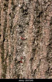 Image result for Tetranychidae grapevine