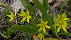 Check spelling or type a new query. Yellow Star Of Bethlehem The Wildlife Trusts