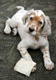 Click here to be notified when new english setter puppies are listed. 60 Most Beautiful English Setter Dog Pictures And Photos
