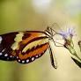 Mechanitis lysimnia lysimnia de g1.globo.com