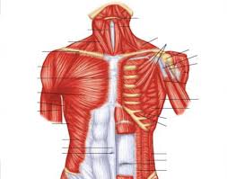 They form by the fusion and elongation of numerous precursor cells called myoblasts. Superficial And Deep Muscles Of The Upper Torso Quiz