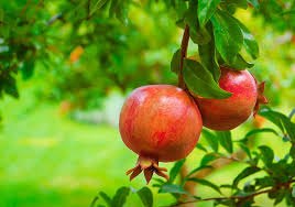 One of those processes is fruit bud development for the coming crop. Ripe Colorful Pomegranate Fruit On Tree Branch Pomegranate Fruit Pomegranate Juice Benefits Pomegranate