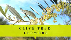 Always great deals & fast shipping! Olive Tree Flowers What Do Olive Tree Flowers Look Like Oliviada