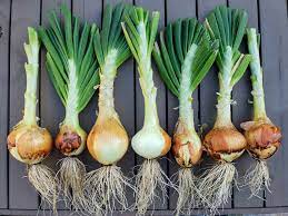 These three things in combination plus growing conditions and curing quality account for how well an onion will keep. How To Grow Onions From Seed Or Sets To Harvest Homestead And Chill