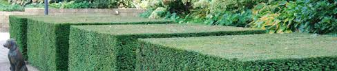 Empfehlenswert ist es aber, die. Eibe Formschnitt Eibe Hecke De
