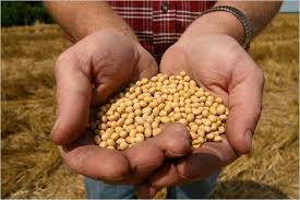 Does roundup (or glyphosate) cause cancer? Monsanto To Allow Use Of Seed After Patent The New York Times