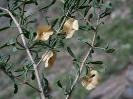 Image result for Zygophyllaceae