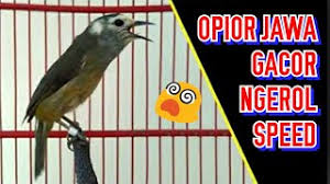 Burung Masteran Ocehan Opior Jawa Jantan Gacor Nembak Ngerol Dan Bukak Paruh Jinak Volume Keras By
