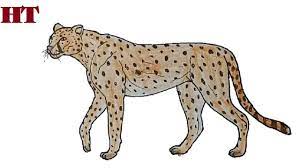 In this drawing lesson we'll show you how to draw a cheetah in 7 easy steps. How To Draw A Cheetah Step By Step Cheetah Drawing Easy Animal Drawings Drawings