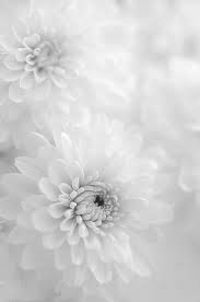Incorporating yellow flowers into a photograph stimulates an energetic reading and sympathy is conveyed with white floral blooms. White Chrisanthemums By Scarlet Black On Flickr White Background Photography White Chrysanthemum Flowers Photography
