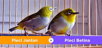 Perbedaan ciri lovebird jantan dan betina memang tidak konsisten, terkadang lovebird jantan juga mempunyai ciri fisik yang menyerupai kelapa betina begitupun sebaliknya. Tips Cara Membedakan Pleci Jantan Dan Betina Paling Mudah