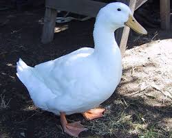 Jika kamu tidak mampu memecahkannya atau merasa sulit melihat angka dalam gambar, segera kunjungi dokter atau spesialis mata untuk memeriksa penglihatanmu. Gambar Itik