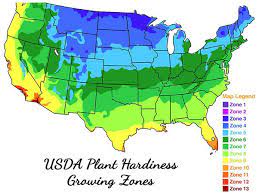 What is a good, small ornamental tree for USDA zone 6? - Quora