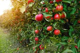Fruits and autumn color are both of outstanding interest in. 27 Different Types Of Fruit Trees Plus More Fruitful Facts Home Stratosphere