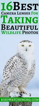 16 Best Lenses For Wildlife Photography Nikon Canon Bird Watching Hq Wildlife Photography Canon Camera Photography Camera Photography