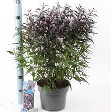 Image result for Strobilanthes anisophylla