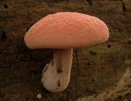 What if i ate a wrinkled peach mushroom? Rhodotus Palmatus Wrinkled Peach Mushroom