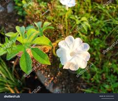 Image result for Ipomoea pes-tigridis