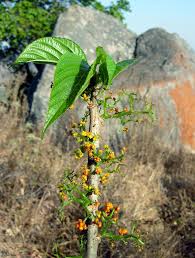 Image result for Urera