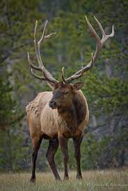 Physiologically, they're similar to deer and other grazing animals with their patterns of travel and interaction with other creatures. American Elk Animals Nature Animals Animals Beautiful