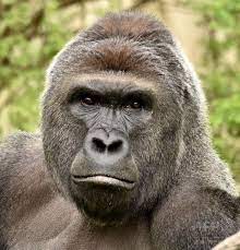 Mayuko On Twitter Gorilla Harambe Harambe Gorilla
