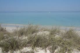 Image result for Sclerodactylon macrostachyum