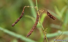 Image result for Aeschynomene bullockii