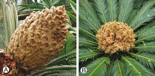 Image result for Zamiaceae