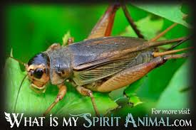 In older literature, such as imms, crickets were placed at the family level. Cricket Facts Songs Movies Trivia Insect Animal Facts