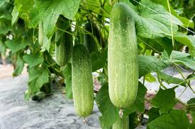 We did not find results for: Why Is My Cucumber Plant Not Flowering 4 Possible Causes The Practical Planter