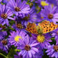 Native Plant & Pollinator Workshop | Food + Farm...