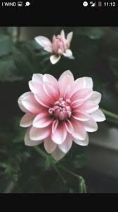 Il disegno come attività antistress e hobby per gli amanti della natura. Immagini Tumblr Tumblr Fiori Wattpad