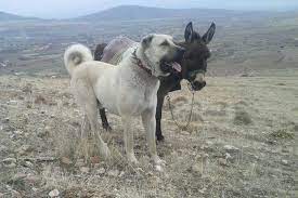 sivas kangal kopegi anatolian shepherd dog kangal dog livestock guardian dog