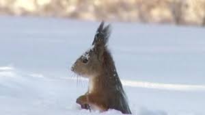 Squirrel caught 'diving' in snow - BBC Newsround