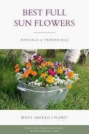 Flowers That Can Take Full Sun All Day Long In Summer Full Sun Flowers Container Gardening Flowers Full Sun Plants