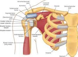Muscle diagram of shoulder shoulder muscles diagram shoulder muscle diagrams diagram human shoulder anatomy how the teres minor protects your shoulders in inversions yoga journal. What Is Shoulder Bursitis And What Can I Do About It Orlando Shoulder
