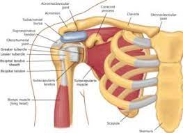 Common areas of your body affected by bursitis include the knee, the hip, and the shoulder. What Is Shoulder Bursitis And What Can I Do About It