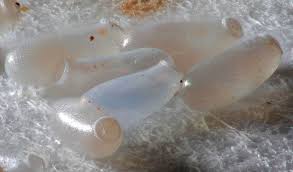 In extreme temperatures, bed bugs become inactive at temperatures below 14 o c or temperatures and above 36 o c. How Long Does It Take Bed Bugs Eggs To Hatch Pestseek