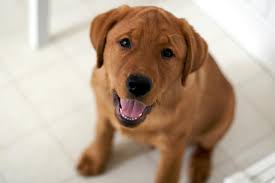 Our pups come from excellent stock with all. Pin On Gus