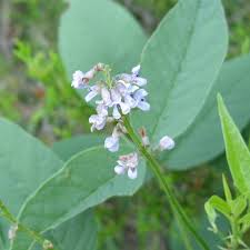 Image result for Psoralea